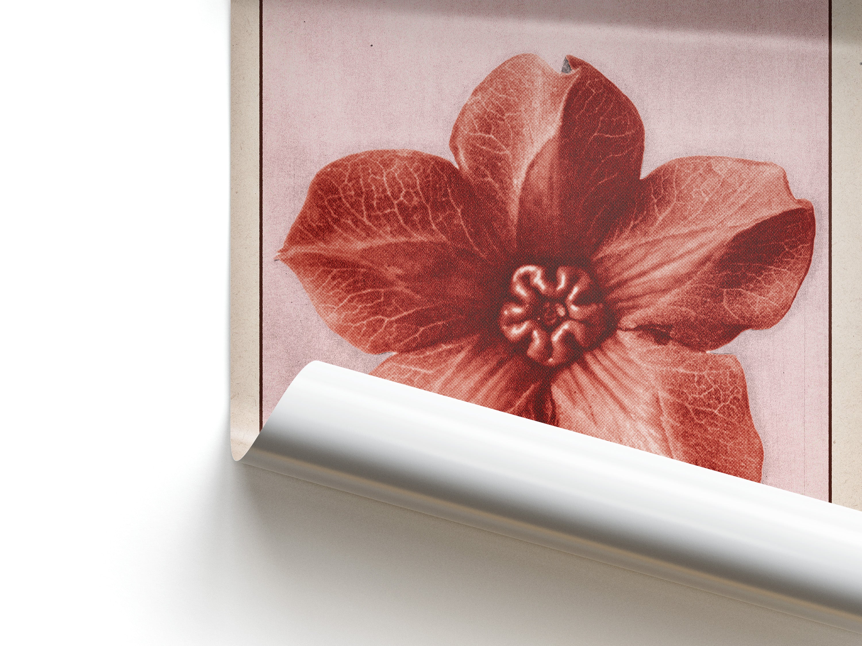 Framed artwork of a red flower on a light pink background