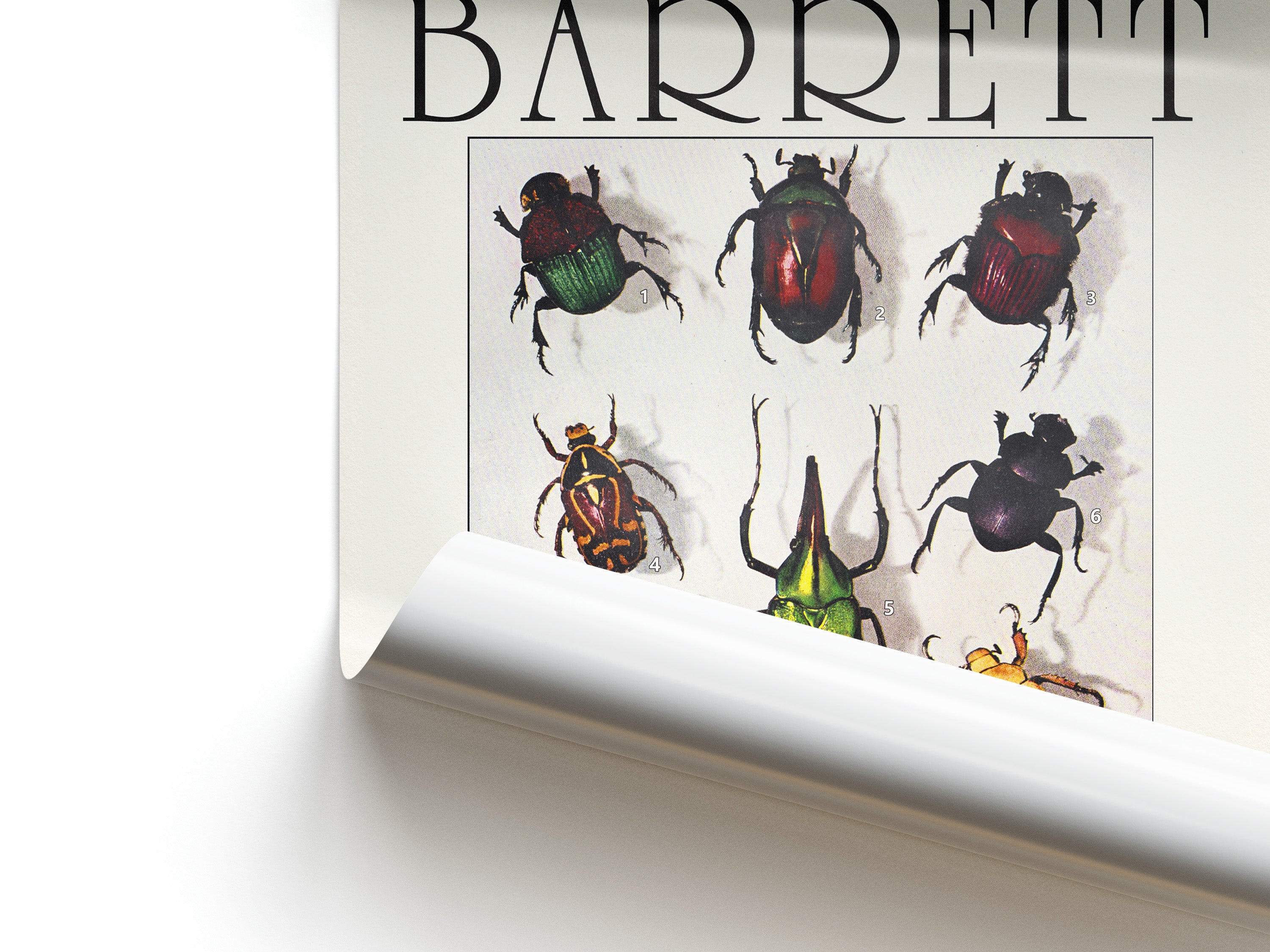 Poster with illustrations of beetles on a white background, featuring the title 'Barrett' at the top.